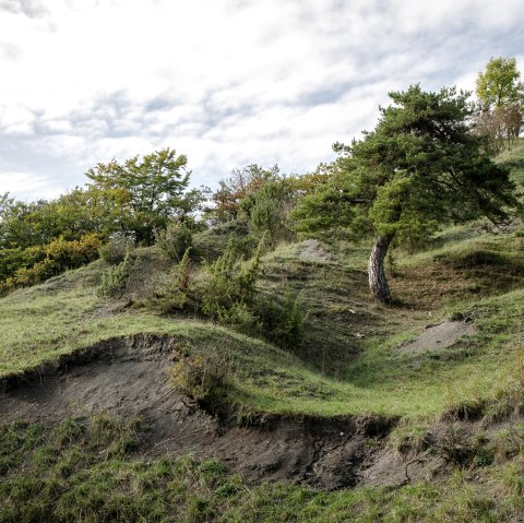 Grüne Hügellandschaft im Naturschutzgebiet Scharren bei Dockendorf mit Bäumen und einem Naturschutzgebietsschild unter bewölktem Himmel., © Tourist-Info Bitburger Land