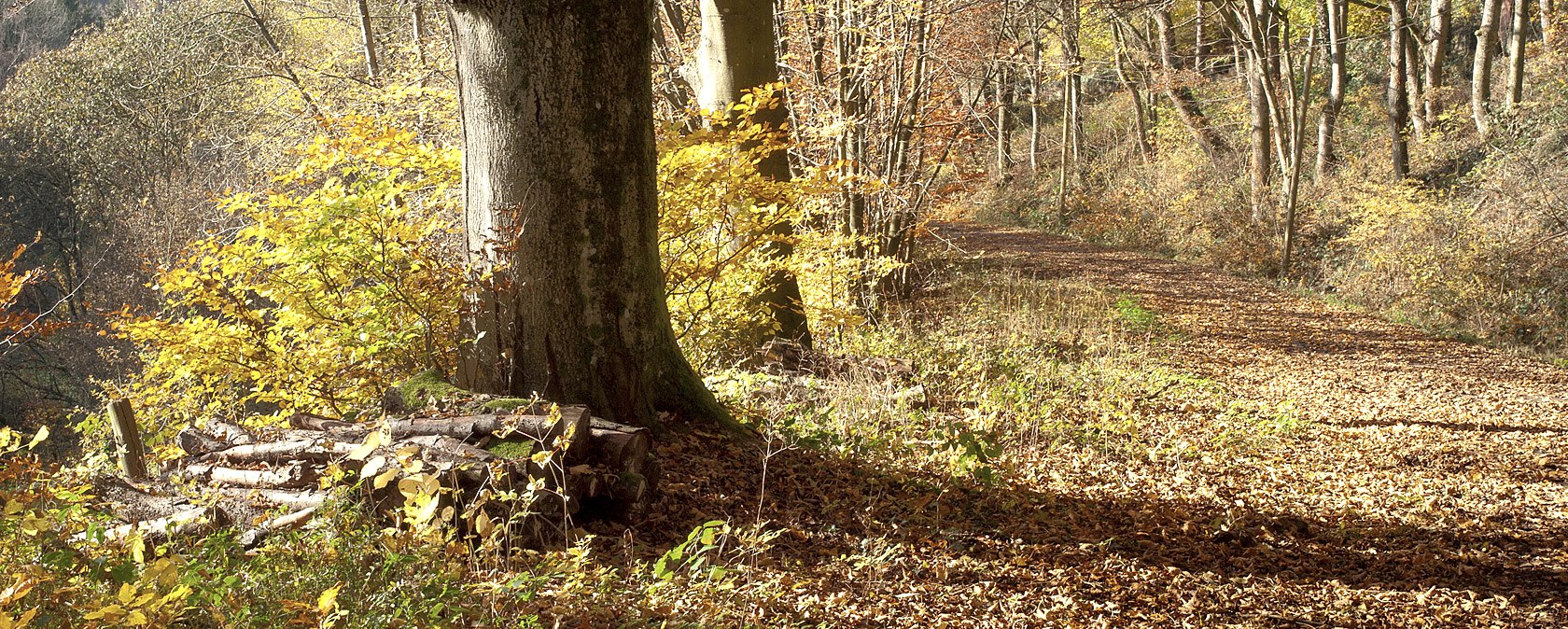 Ein herbstlicher Waldweg, bedeckt mit buntem Laub. Sonnenlicht fällt durch die Bäume, die in warmen Gelb- und Brauntönen leuchten., © V. Teuschler
