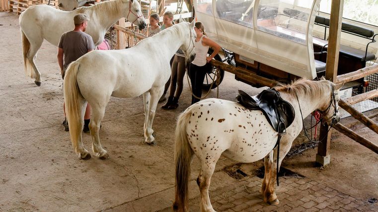 Een groep paarden staat in een stal. Verschillende mensen zorgen voor de dieren en bereiden ze voor.