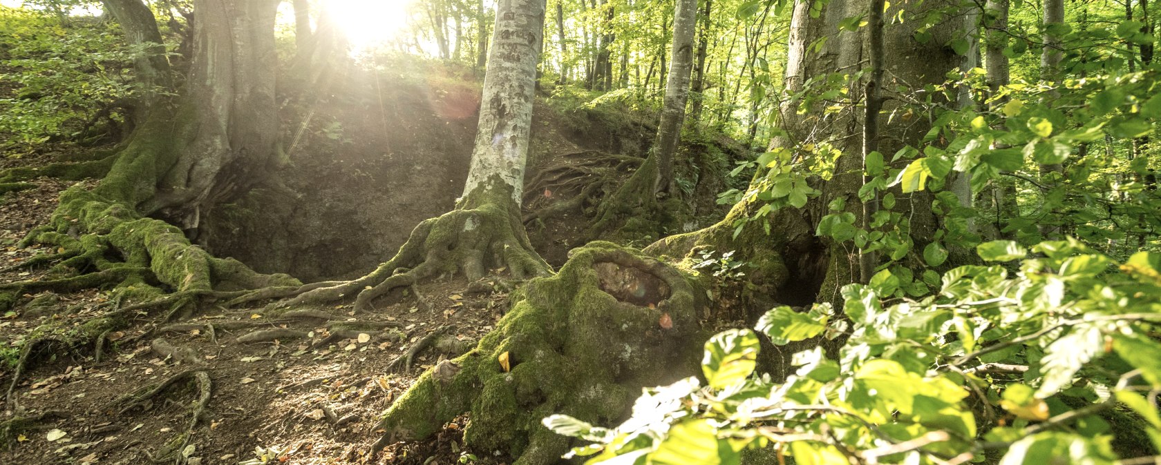 Wald, &copy; Eifel Tourismus GmbH, Dominik Ketz