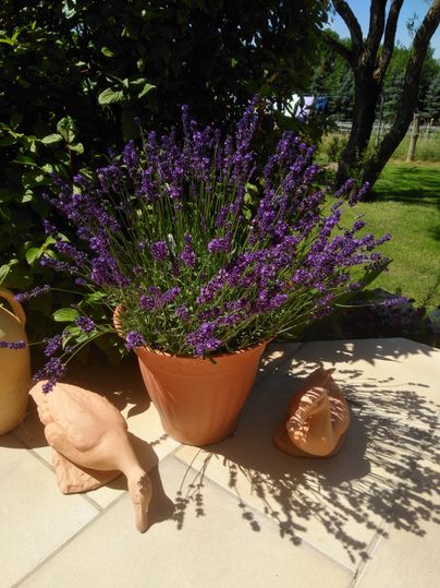 Ein Tontopf mit duftendem Lavendel steht auf einem Gehweg. Neben dem Topf sind einige dekorative Tonfiguren.
