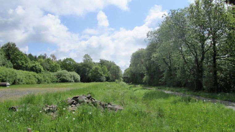 A vast meadow with tall grass and trees at the edge. The sky is bright blue with some clouds.