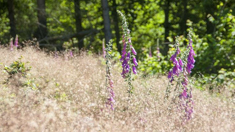 Stängel von Fingerhutblumen mit lila Blüten stehen in einem sonnigen, grünen Waldgebiet. Die Umgebung ist von leichtem, trockenem Gras bedeckt.
