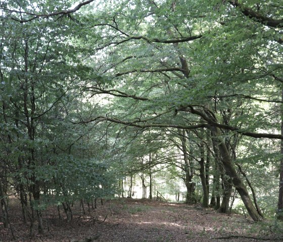 Hiking trail through a deciduous forest, © Tourist-Information Islek