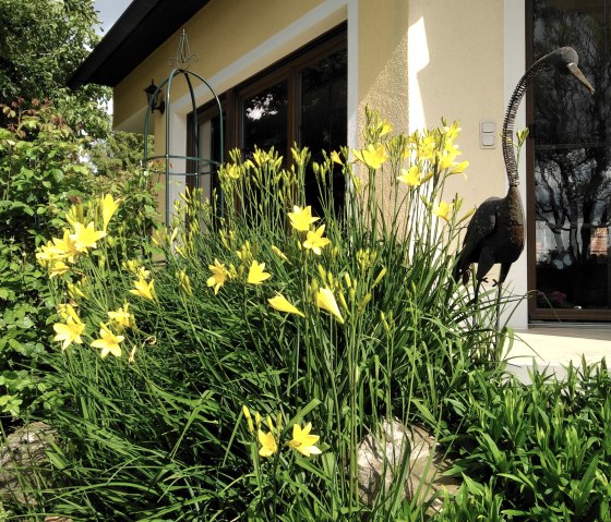 duftende Taglilien in Bl&uuml;te, &copy; Maria Theis