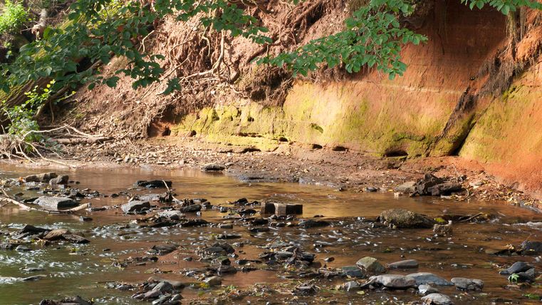 Un petit ruisseau coule le long d'un mur de terre rougeâtre, entouré de feuilles vertes et de pierres.