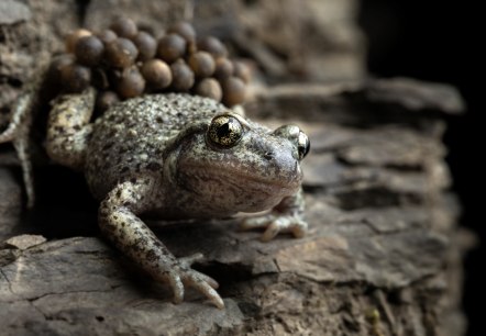 Geburtshelferkr&ouml;te, &copy; Naturpark S&uuml;deifel/Patrick Sch&ouml;necker