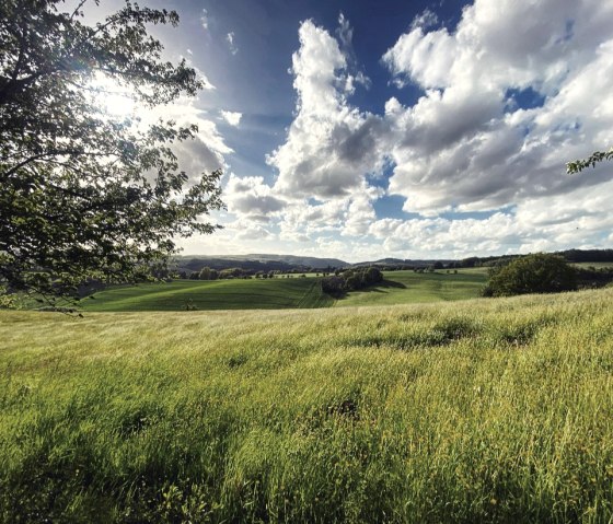 Wide fields and meadows characterize the circular hiking trail no. 84, © Felsenland Südeifel Tourismus, Anna Carina Krebs