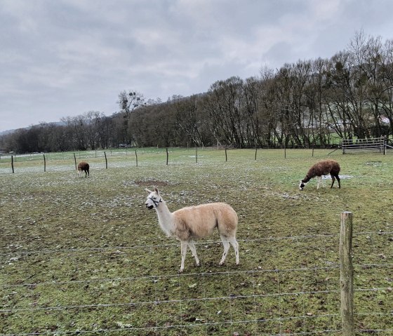 Alpakas und Gänse grasen auf einer eingezäunten Wiese. Im Hintergrund sind Bäume und ein bewölkter Himmel zu sehen., © Tourist-Information Bitburger Land / Steffi Wagner