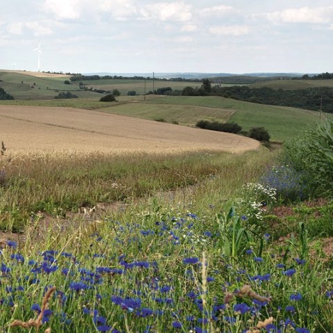 Eifelh&ouml;hen, &copy; Volker Teuschler