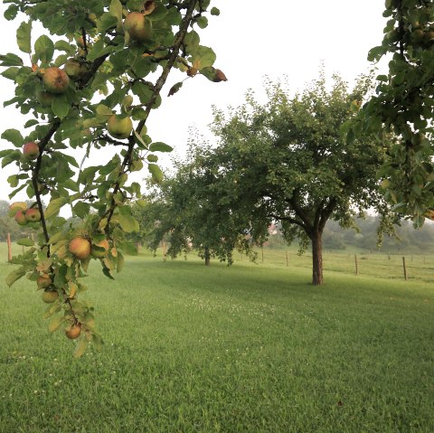 Streuobstwiese, &copy; Naturpark S&uuml;deifel/Charly Schleder.