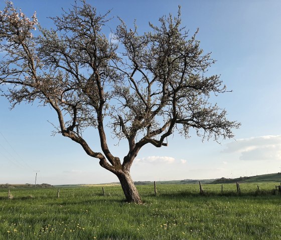 Landschaft in Idesheim, © Frau Michels