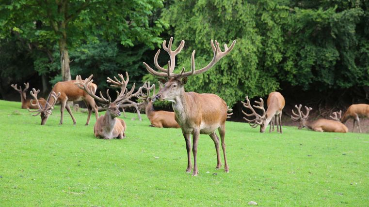 Eine Gruppe von Rehen grast friedlich auf einer grünen Wiese. Im Hintergrund sind Bäume, die Schatten spenden.