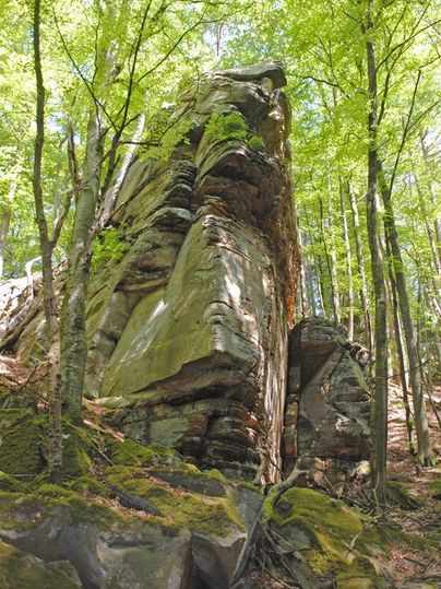 Une pierre impressionnante entourée de grands arbres dans la forêt. Le feuillage vert offre de l'ombre et crée une atmosphère paisible.