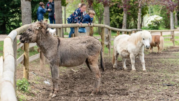 Ein kleiner Esel steht neben Ponys auf einer Weide. Im Hintergrund sind einige Besucher zu sehen, die die Tiere beobachten.