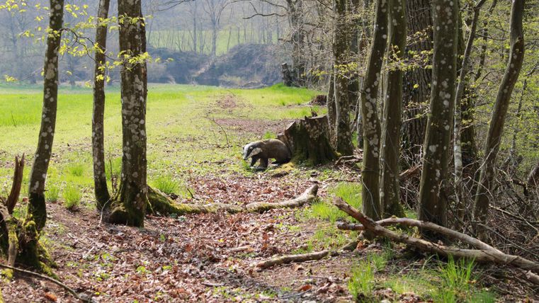 Een rustige bosweg omringd door bomen en vers groen. Op de achtergrond zie je een uitgestrekt, open veld.