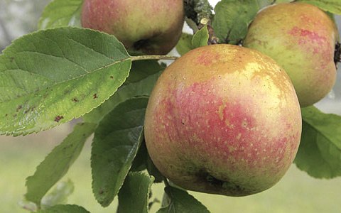 Streuobst, &copy; NP S&uuml;deifel ZV