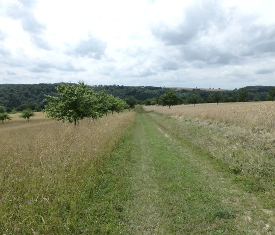 Wonderful hiking trails through orchards, © NaturAktivErleben
