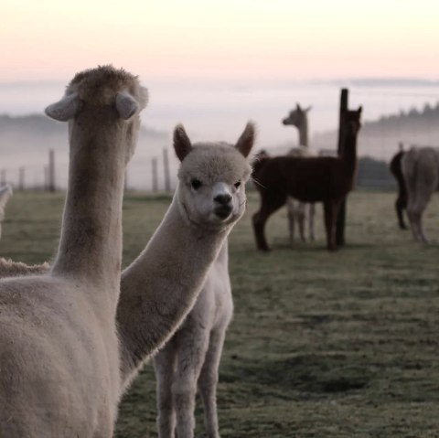 Hocheifel Alpakas, &copy; Balter - Hocheifel Alpakas