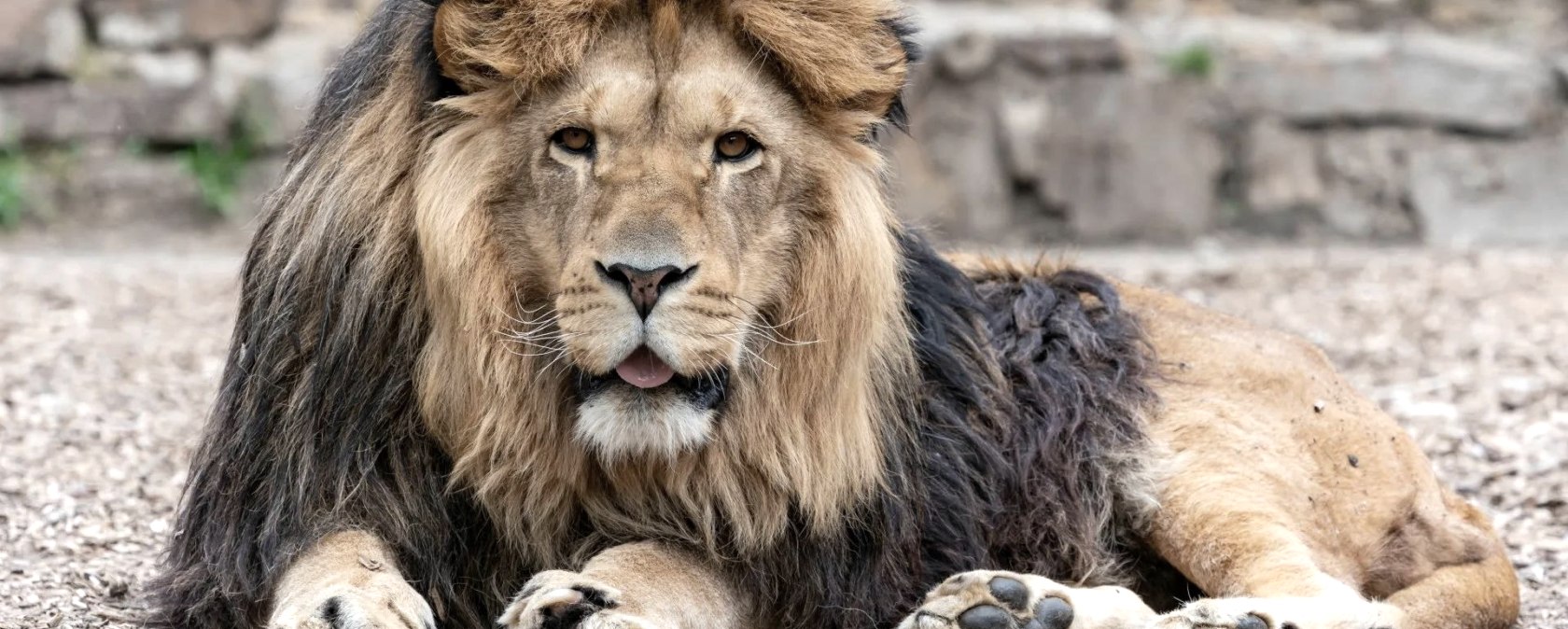 L&ouml;we, &copy; Eifel-Zoo L&uuml;nebach, Wallpott