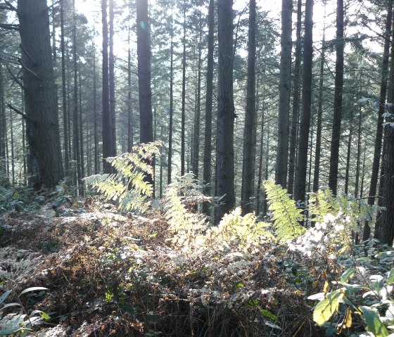 Fern wilderness on the way to the Alsbach valley, © Felsenland Südeifel Tourismus GmbH, Christian Calonec-Rauchfuss