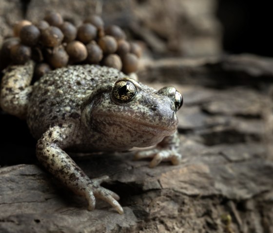 Geburtshelferkr&ouml;te, &copy; Naturpark S&uuml;deifel/Patrick Sch&ouml;necker
