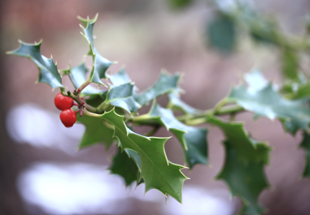 Stechpalme, &copy; Naturpark S&uuml;deifel