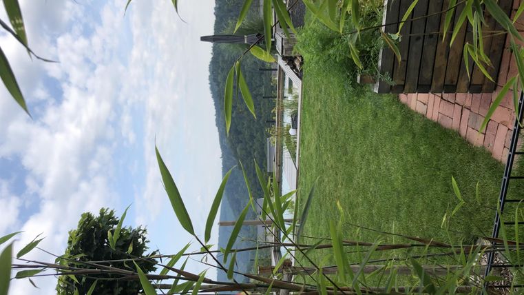 Eine grüne Wiese mit Bambuspflanzen und einem Blick auf einen Fluss oder See. Im Hintergrund sind sanfte Hügel und ein bewölkter Himmel zu sehen.