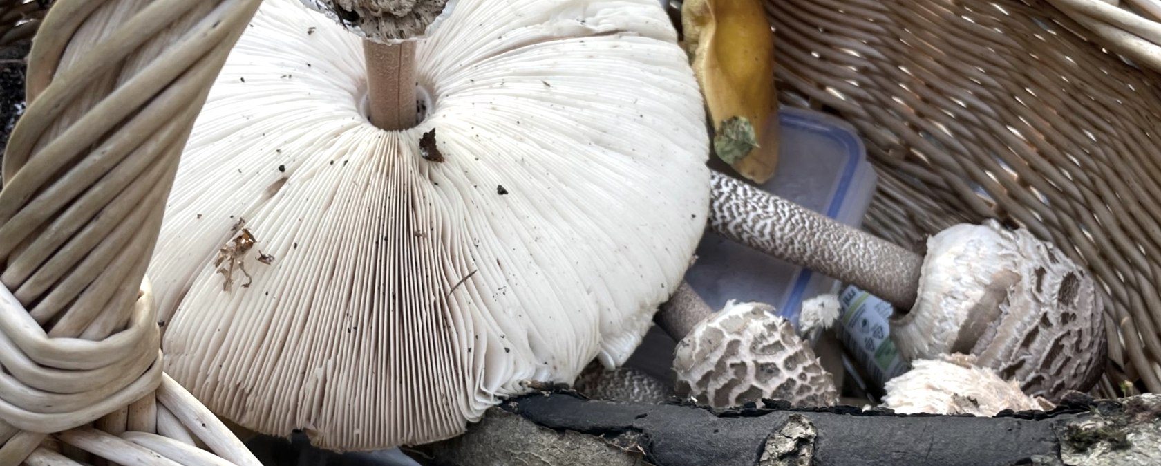 Pilze, &copy; Pixabay