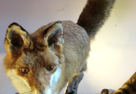 Haus der Jagd Ernzen - Fuchsmodell, &copy; Holger Weber