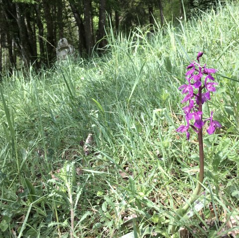 Orchid, © TI Bitburger Land