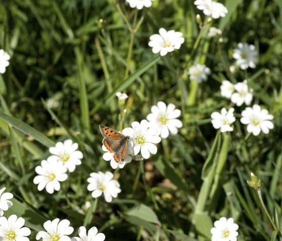 Schmetterling in der Eifel, &copy; Rheinland-Pfalz Tourismus GmbH, D. Ketz