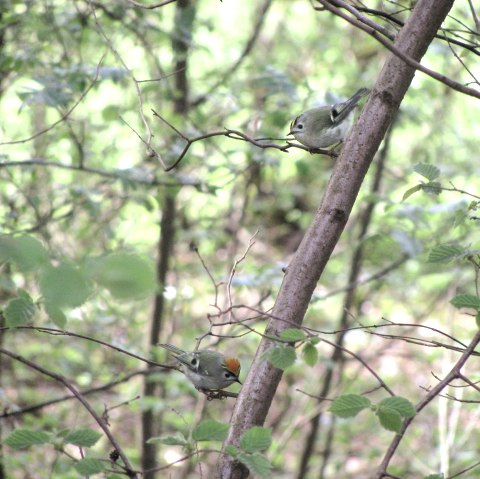 Zwei kleine Vögel sitzen auf einem Ast in einem dichten, grünen Wald. Die Umgebung ist voller Blätter und Zweige.