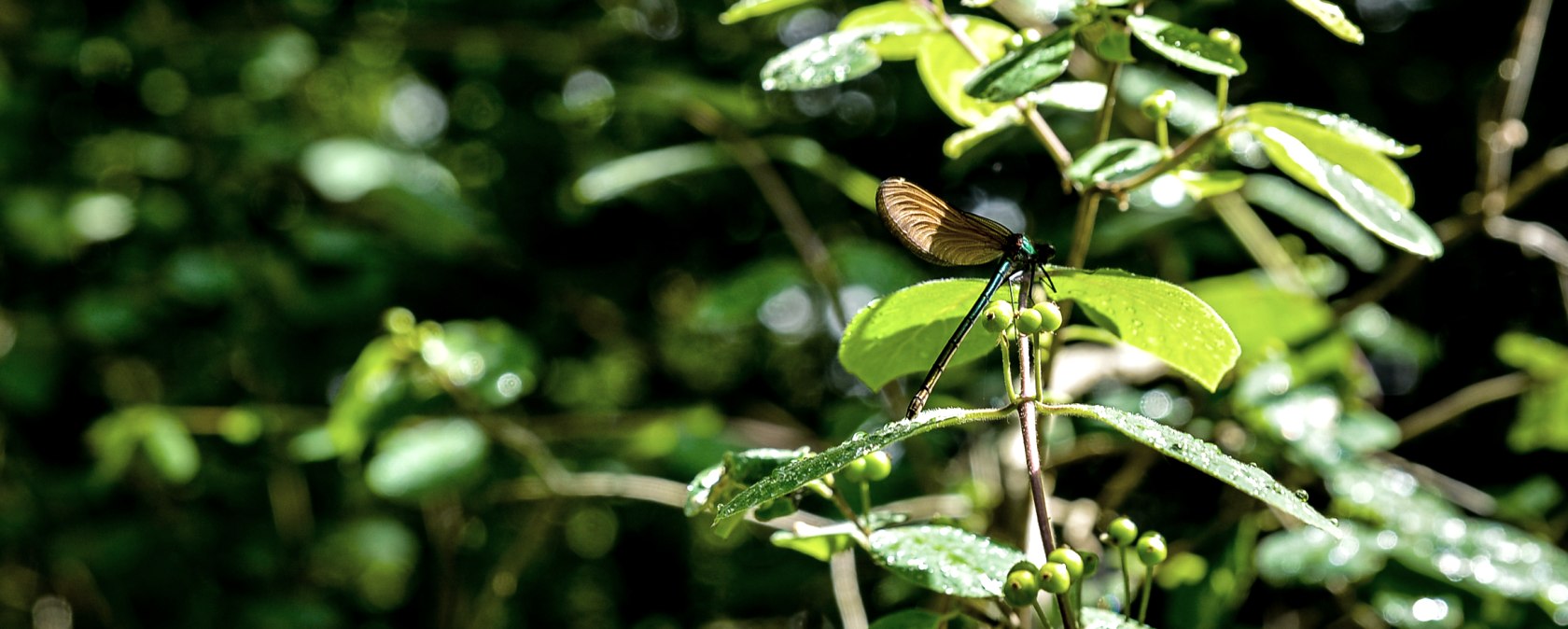 Eine Libelle sitzt auf einem gr&uuml;nen Blatt, umgeben von &uuml;ppigem, sonnenbeschienenem Laub im Wald., &copy; TI Bitburger Land