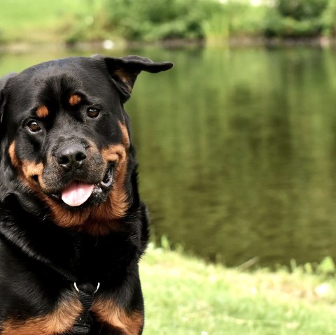 Hund, © Pixabay