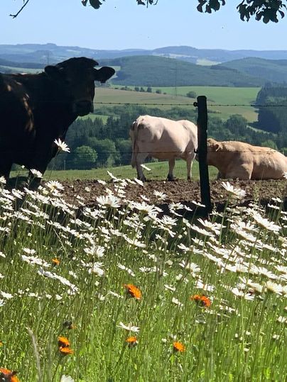 Een weiland met grazende koeien en kleurrijke bloemen op de voorgrond. Op de achtergrond zijn zachte heuvels en een blauwe lucht te zien.