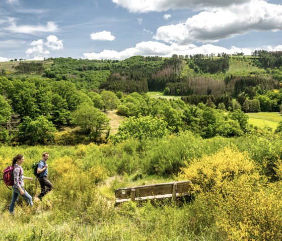 Leuchtende Ginsterfelder in der Eifel, umgeben von gr&uuml;nen B&auml;umen., &copy; Eifel Tourismus GmbH, Dominik Ketz