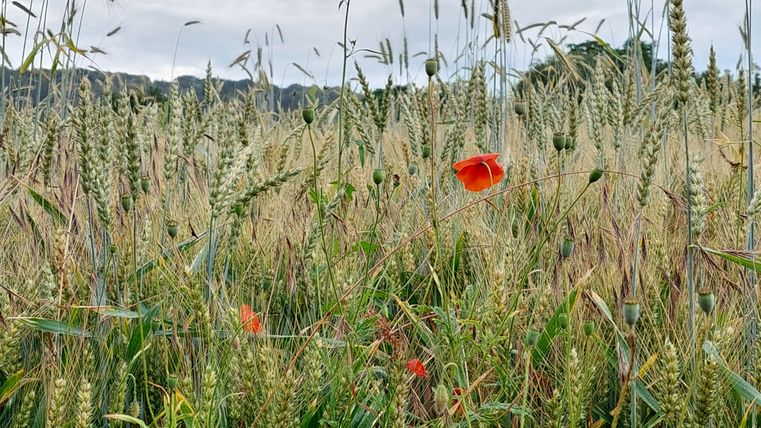 A wheat field with bright red poppies. The atmosphere is calm and the clouds are overcast.