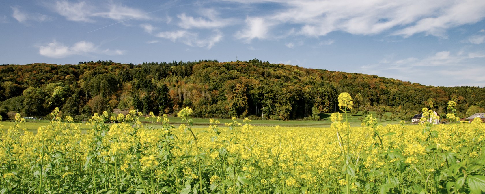 Gelbes Blumenfeld vor einem bewaldeten H&uuml;gel, blauer Himmel mit wei&szlig;en Wolken. Malerische Landschaft am Wolsfelder Berg., &copy; TI Bitburger Land